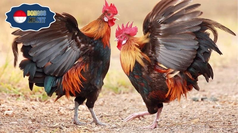 Coi đá gà trực tiếp ngày hôm nay chất lượng Full HD