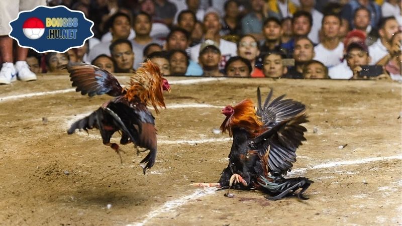 Đá gà cựa dao trực tiếp – Mãn nhãn từng trận đấu