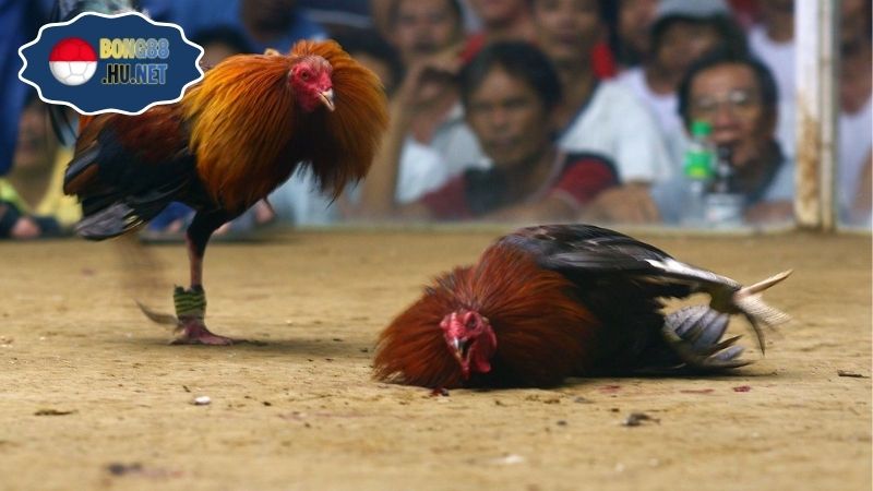 Đá gà hôm nay – Trực tiếp kịch tính từng trận đấu