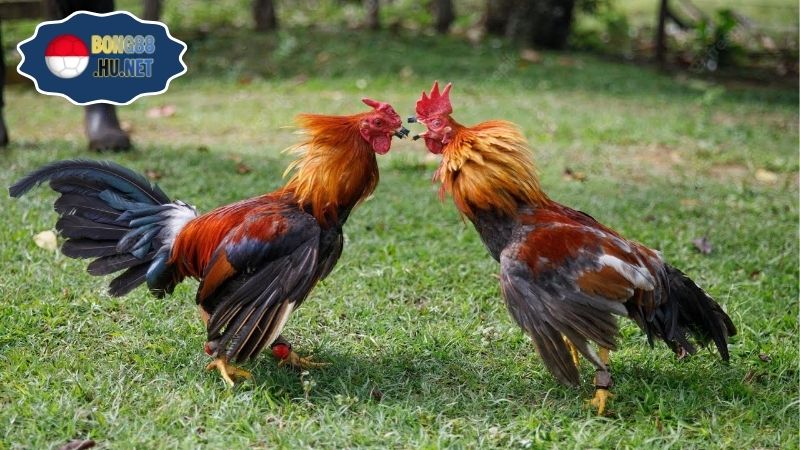 Gà đá Thomo hôm nay – Cập nhật trận đấu nóng hổi