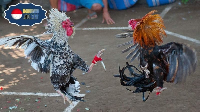 Gà danh Thomo – Trực tiếp trường gà Campuchia