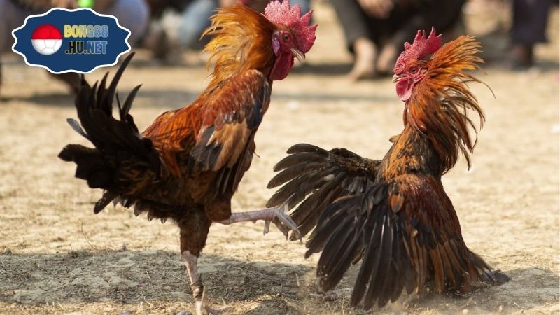 Gà trực tiếp Thomo hôm nay – Xem ngay trận đấu kịch tính